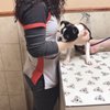 Premier Veterinary Medical Group - Bayside gift card
