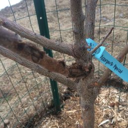 Apricot upon arrival, planted when snow melted. Apricot upon arrival, planted when snow melted.