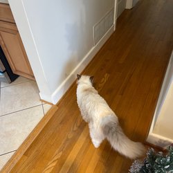 Picture of Best Mobile Dog Grooming in Indian Rk Bch | Cat & Dog Groomers Nearby