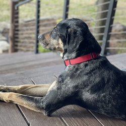 Sit Means Sit