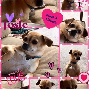 Forney Pet Sitter - Sweet little Josie - Pet Boarding Near Me - Forney, Texas