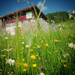 L'Anversis Table de Montagne - L'anversis, Chalet au milieu des prés. Haut Jura Nature.