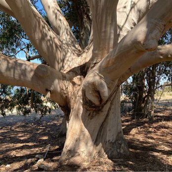 Point Pinole Regional Shoreline - Amazing lumpy tree next to Bay View Trail. - - Tom Brody - Parks Near Me - Richmond, California Point Pinole Regional Shoreline - Amazing lumpy tree next to Bay View Trail. - - Tom Brody - Parks Near Me - Richmond, California