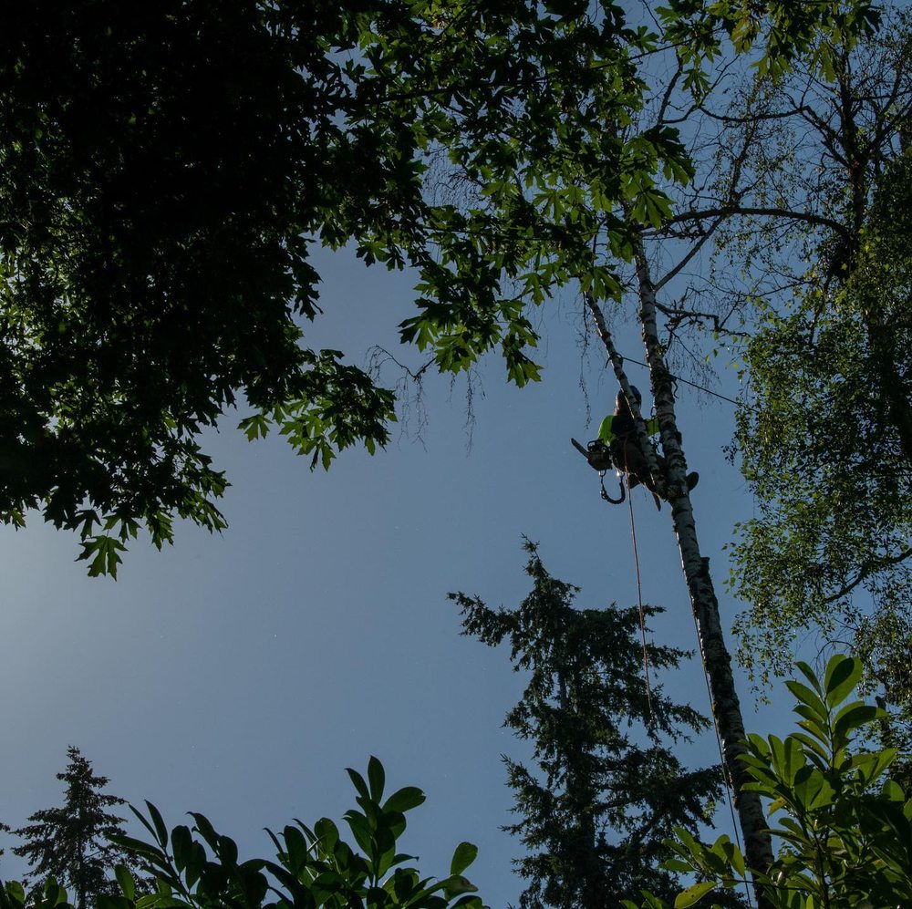 WARRICK BROTHERS TREE SERVICE - Updated July 2025 - 18 Photos