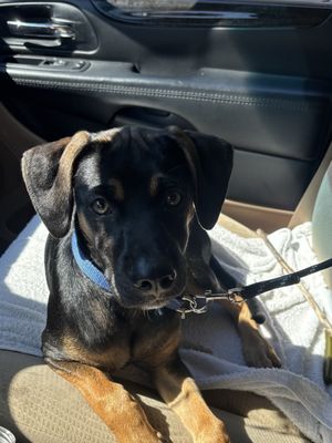 Buckeye Veterinary Clinic