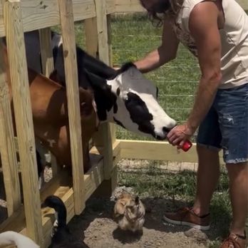 Asam Acres - Cow feeding station - Attraction Farms Near Me - Tecumseh, Michigan Asam Acres - Cow feeding station - Attraction Farms Near Me - Tecumseh, Michigan
