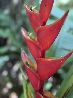 The Kampong, National Tropical Botanical Garden by null