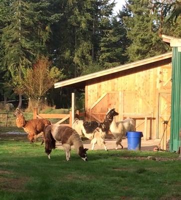 Vashon Llamas by null