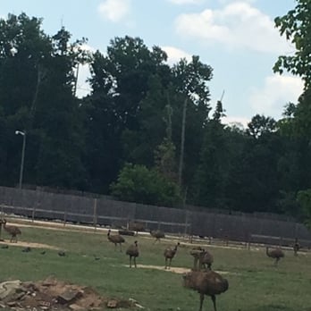 Noah's Ark Animal Sanctuary - And more ... - Animal Shelters Near Me - Locust Grove, Georgia