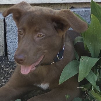 Wright Way Rescue - Enjoyed her playful day and wanted to only lay in the flowers lol - Animal Shelters Near Me - Morton Grove, Illinois Wright Way Rescue - Enjoyed her playful day and wanted to only lay in the flowers lol - Animal Shelters Near Me - Morton Grove, Illinois