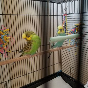 Doggie Doos and Don'ts - Pet sitting these love birds. ;)
We work with pets of all shapes and sizes. - Pet Groomers Near Me