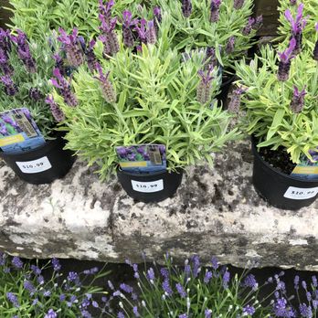 Southlands Nursery - Nurseries & Gardening Near Me - Vancouver, British Columbia Southlands Nursery - Nurseries & Gardening Near Me - Vancouver, British Columbia