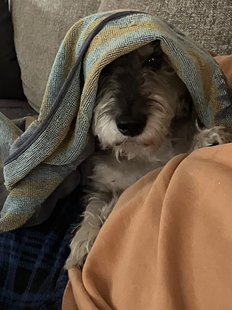 NORTHSIDE ANIMAL CLINIC Updated August 2024 3327 N Highland Ave