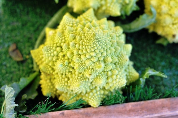 Santa Monica Saturday Pico Farmers Market by null
