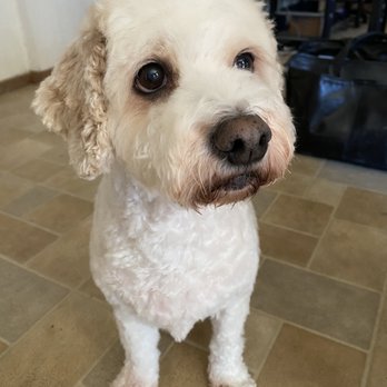 Pet Dynasty - Kodie! - Pet Boarding Near Me - Pleasanton, California
