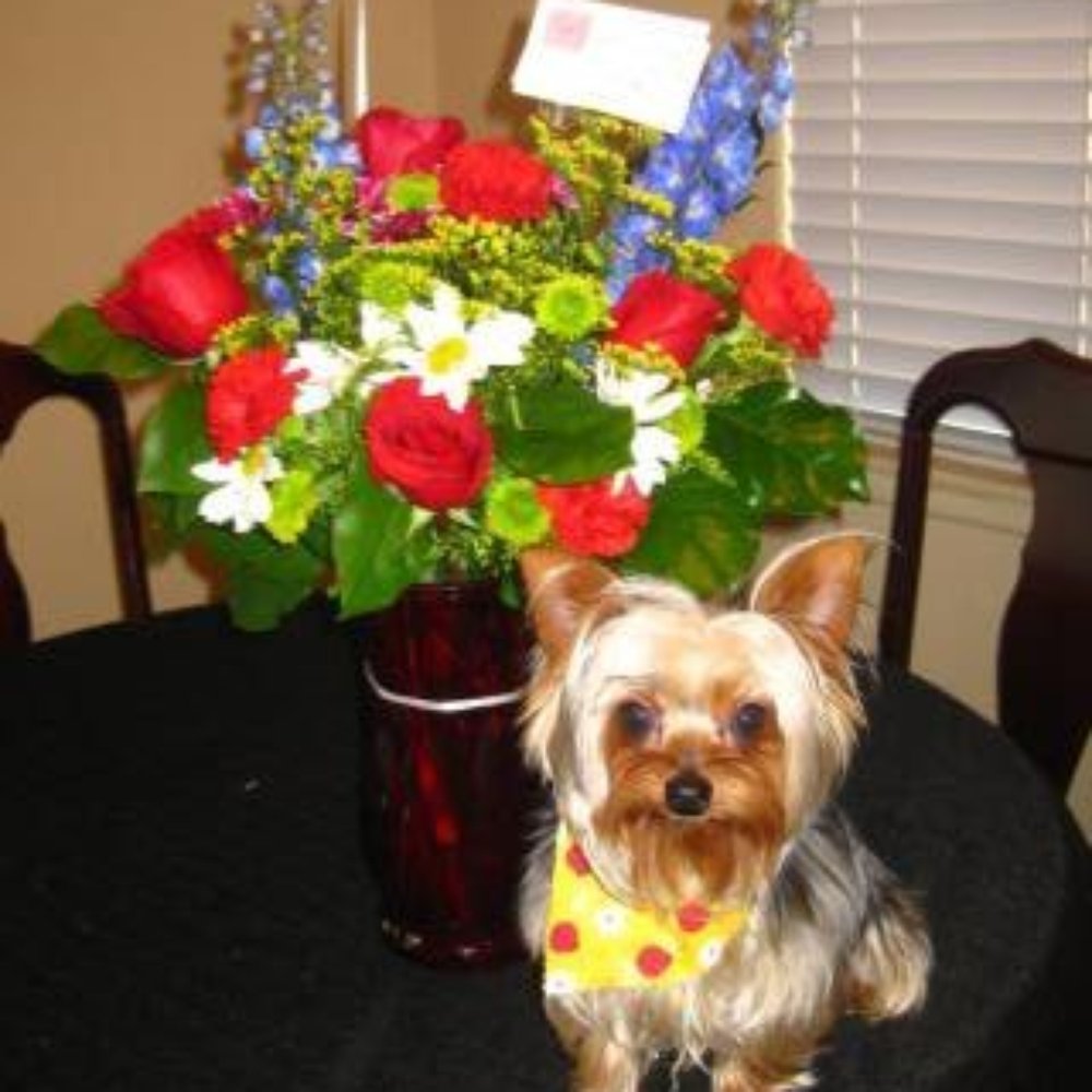 Puppy Luv Pet Grooming - Long hair. - Pet Groomers Near Me - Bellflower, California Puppy Luv Pet Grooming - Long hair. - Pet Groomers Near Me - Bellflower, California