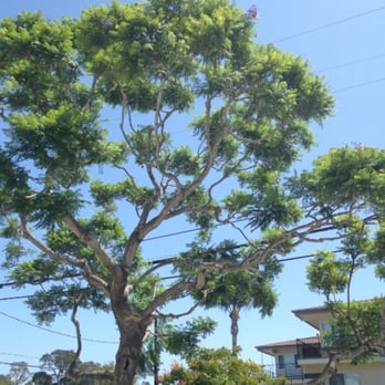 Nick's Tree Service - Pruned Jacaranda tree in Isla Vista by Nick Gosnell Tree Service. - Tree Services Near Me