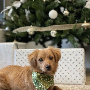 A Cut Above Grooming Salon - The holiday bandana they give out - Pet Groomers Near Me - Castro Valley, California A Cut Above Grooming Salon - The holiday bandana they give out - Pet Groomers Near Me - Castro Valley, California