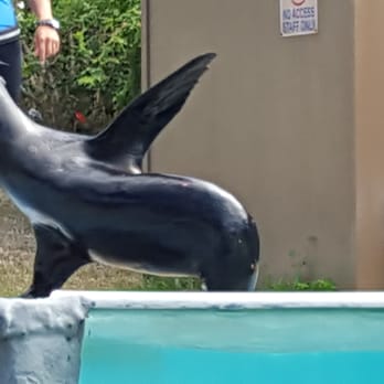 Chief's Luau - Sea Lion at Sea Life Park - Performing Arts Near Me - Kapolei, Hawaii