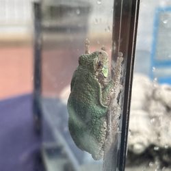 Levee Park - Captive frog at Levee Park