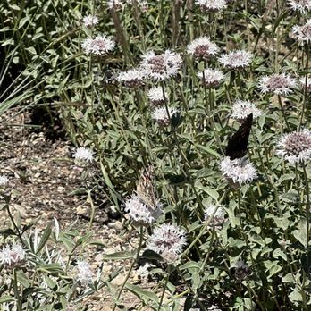 Lassen Volcanic National Park - Butterfly and mountain mint - Parks Near Me - Mineral, California