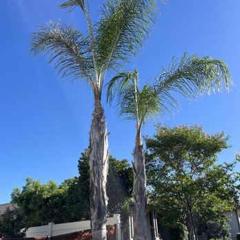 Ruben's Tree Service - Tree Services Near Me