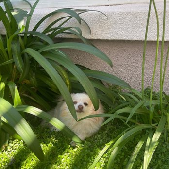 OC Pom Rescue - Community Service/Non-Profit Near Me - Huntington Beach, California