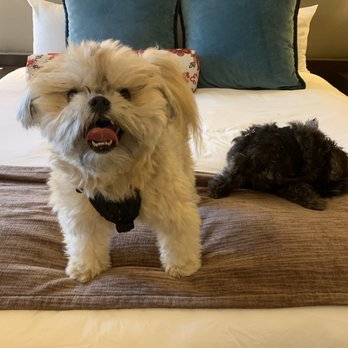 City Loft Hotel - Happy pups - Hotels Near Me - Beaufort, South Carolina