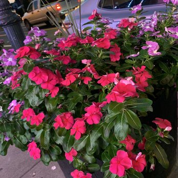Joe's Pizzeria - Pretty Flowers! - Pizza Near Me - Lynbrook, New York