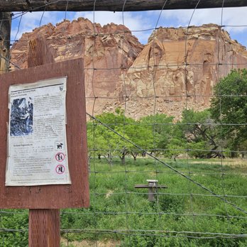 Capitol Reef National Park - Orchards - Parks Near Me - Fruita, Utah