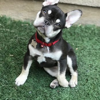 Fluffy Puppy - Pet Groomers Near Me - Pasadena, California Fluffy Puppy - Pet Groomers Near Me - Pasadena, California