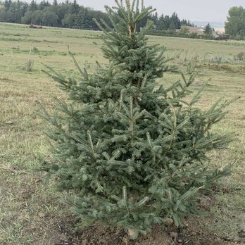 RC Trees - Tree Services Near Me
