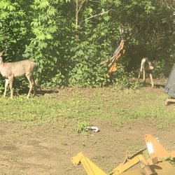 Alpine RV Park and Campground - Deer in the campground
