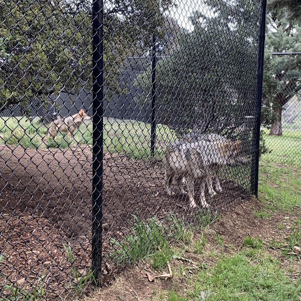 California Wolf Center - Zoos Near Me - Julian, California California Wolf Center - Zoos Near Me - Julian, California