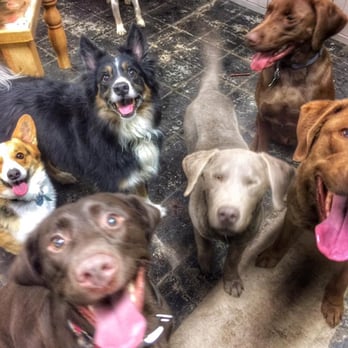 The Hound Lounge - Pet Sitting Near Me - Havre, Montana The Hound Lounge - Pet Sitting Near Me - Havre, Montana