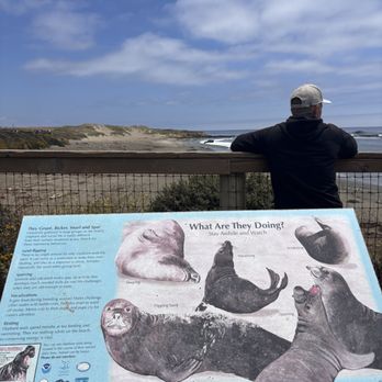 Elephant Seal Vista Point - Beaches Near Me - San Simeon, California