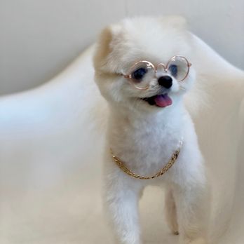 Dogue Spa - Pet Groomers Near Me - West Hollywood, California Dogue Spa - Pet Groomers Near Me - West Hollywood, California