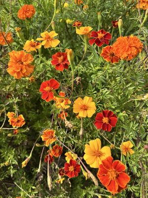 Wards Berry Farm by null