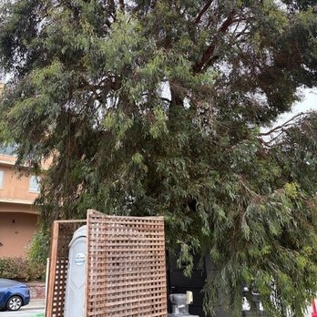 JMV Tree Service - Before JMV - Tree Services Near Me - Hayward, California