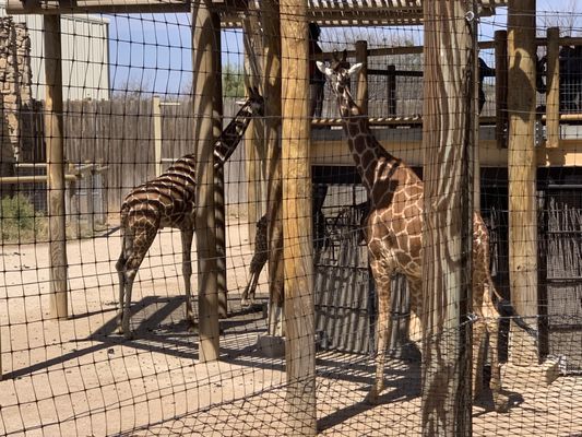 Abilene Zoo by null