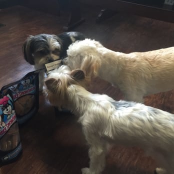 Doggy Decadents - The dogs are in love! - Pet Stores Near Me