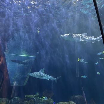 Shedd Aquarium - Aquariums Near Me - Chicago, Illinois Shedd Aquarium - Aquariums Near Me - Chicago, Illinois