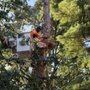 Photo of United Tree Care