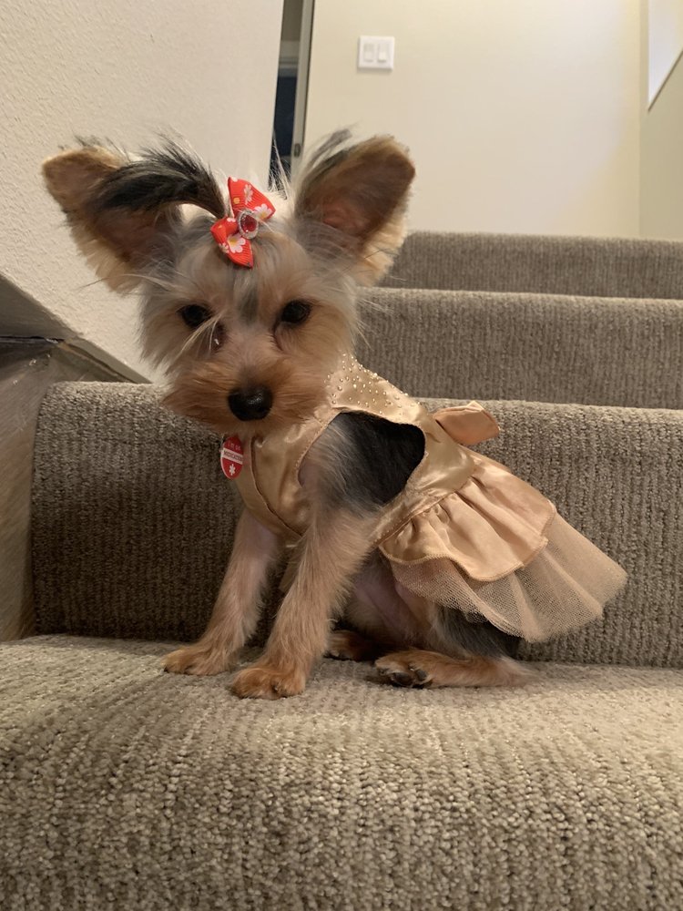 BOWS AND BISCUITS Updated October 2024 23 Photos & 39 Reviews 5935 Grove St, Marysville