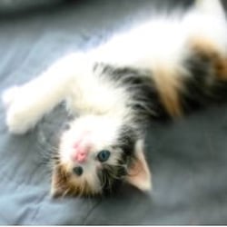 As You Wish Pet Sitting - Cute Kitten