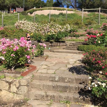 The Berkeley Rose Garden - Botanical Gardens Near Me - Berkeley, California