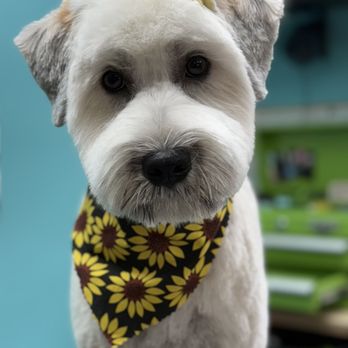 Pampered Paws-N-Claws - Pet Groomers Near Me - Claridge, Pennsylvania Pampered Paws-N-Claws - Pet Groomers Near Me - Claridge, Pennsylvania
