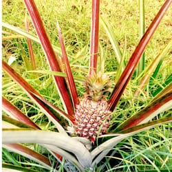 Ailani Orchards