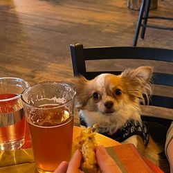 Luminous Brewhouse - A Chihuahua at a bar table.