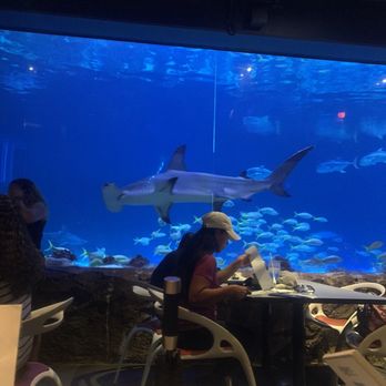 Sharks Underwater Grill - Dining Area - New American Near Me - Orlando, Florida Sharks Underwater Grill - Dining Area - New American Near Me - Orlando, Florida